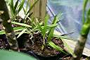 Anegada orchid, in orchid bark with sphagnum peat moss.