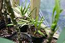 Anegada orchid, in orchid bark with sphagnum peat moss.