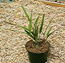 Anegada orchid, in orchid bark with sphagnum peat moss.