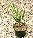 Anegada orchid, in orchid bark with sphagnum peat moss.