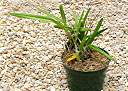 Anegada orchid, in orchid bark with sphagnum peat moss.