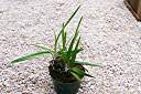 Anegada orchid, in orchid bark with sphagnum peat moss.