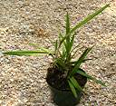 Anegada orchid, in orchid bark with sphagnum peat moss.