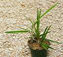 Anegada orchid, in orchid bark with sphagnum peat moss.