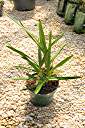 Anegada orchid, in orchid bark with sphagnum peat moss.