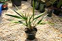 Anegada orchid, in orchid bark with sphagnum peat moss.