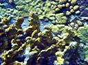 Fish at the Baths