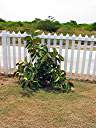 Rubber plant at the Anegada Botanical Garden