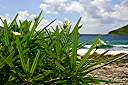 Frangipani, Cooper Island.
