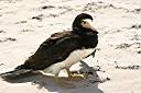 Brown Booby