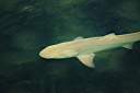 Black tip shark at the Anegada Reef Hotel dock.  That should make you think twice about skinnydipping at night in the anchorage!