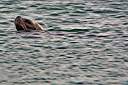 The sea lion waiting for his hind.