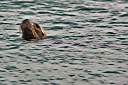 The sea lion waiting for his hind.
