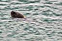 The sea lion waiting for his hind.