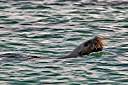 The sea lion with another hind.