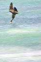 Pelican trick: standing on its head.