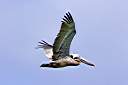 Pelican at Cow Wreck Beach.