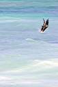 Pelican trick: posing as a piece of coral.