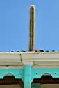 Cactus growing in gutter at Pusser's Marina Cay.