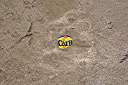 Carib in the floor!