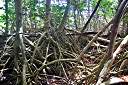 Mangroves in ghut at Brewer's Bay.