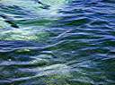 Tarpon.