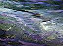 Tarpon.