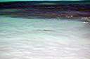 Tarpon working bait ball.