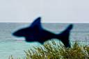 SHARK!