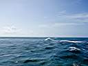 Waves breaking over the reef.