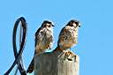 Our resident pair of kestrels. Female on left, male on right.
