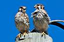 Our resident pair of kestrels. Male on left, female on right.