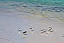 Morning beach walk