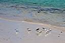 Morning beach walk