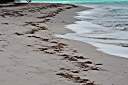 Morning beach walk
