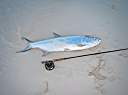 Tarpon!