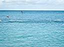 Tarpon!