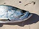 Tarpon!