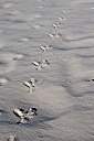 Morning tracks in the sand