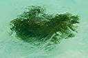 Clumps of green seaweed drifting by