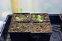 Four days later - the hulls are shed and the first real leaves have emerged form the cotyledons.