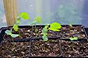 Three more days and the leaves are really developing.