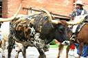 Fort Worth Stockyards cattle drive