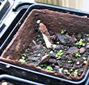 Flamboyant tree seedling emerging, four weeks after planting.