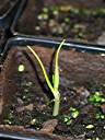 Flamboyant tree seedling, four weeks after planting.