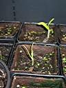 Flamboyant tree seedlings, four weeks after planting.
