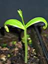 Flamboyant tree seedling, 31 days after planting.