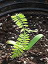 Flamboyant tree seedling, five weeks after planting.