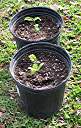 Flamboyant tree seedlings, five weeks after planting.