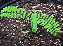 Flamboyant tree seedling, five weeks after planting.